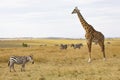 Close up of Masai or Kilimanjaro Giraffe, giraffa camelopardalis tippelskirchii, with common zebra, Equus quagga