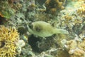 Close-up Masked pufferfish close to a hard coral. Pufferfish swimming in beautiful coral reef garden in shallow sea water. Royalty Free Stock Photo