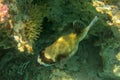 Close-up Masked pufferfish close to a hard coral. Pufferfish swimming in beautiful coral reef garden in shallow sea water.