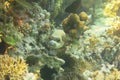 Close-up Masked pufferfish close to a hard coral. Pufferfish swimming in beautiful coral reef garden in shallow sea water.