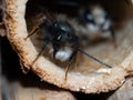 Mason bees at an insect hotel in spring Royalty Free Stock Photo