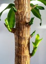 Close up of Mass Cane stalk stem, Dracaena Massangeana Royalty Free Stock Photo