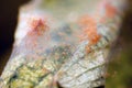 Close-up of a mass of Red spider mites Royalty Free Stock Photo