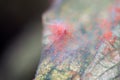 Close-up of a mass of Red spider mites Royalty Free Stock Photo