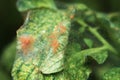 Close-up of a mass of Red spider mites Royalty Free Stock Photo