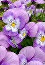 Purple viola flowers turn their faces to the sun Royalty Free Stock Photo