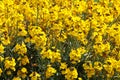 Close up mass of yellow wallflower, Cheiranthus cheiri