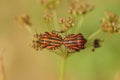 Close-up of mating bugs with red and black stripes.