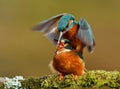 Close up of mating Eurasian kingfishers