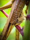 Close up of mating grasshopper Royalty Free Stock Photo