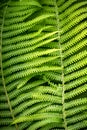 Close-up of matteuccia struthiopteris, common names ostrich fern, fiddlehead fern, or shuttlecock fern Royalty Free Stock Photo