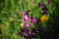 Close-up of Matthiola Incana Flowers. Purple Hoary Stock, Tenweeks Stock, Violaciocca