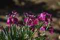 Close-up of Matthiola Incana Flowers. Purple Hoary Stock, Tenweeks Stock, Violaciocca