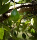 Avocado fruit on tree, South Florida Royalty Free Stock Photo