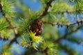 A close up of branch of Siberian larch (Larix sibirica) with mature female brown cone and bright green-yellow needles Royalty Free Stock Photo