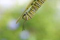 Close up of mature monarch caterpillar antenna with blurred background