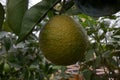 Close-up on mature orange in a tree