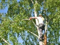 Mature male tree trimmer high in birch tree, 30 meters from ground, cutting branches with gas powered chainsaw and attached with