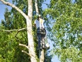 Mature male tree trimmer high in birch tree, 30 meters from ground, cutting branches with gas powered chainsaw and attached with