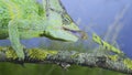 Close-up of mature Veiled chameleon hunts by shooting tongue at praying mantis. Cone-head chameleon or Yemen chameleon Chamaeleo