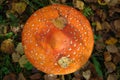 A close up of mature wild fly agaric Amanita muscaria with two dry birch leaves on the flat orange cap on a sunny autumn day Royalty Free Stock Photo