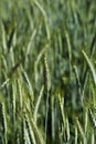 Maturing triticale ear in summer Royalty Free Stock Photo