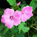Pink mauve flowers