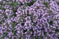 Closeup of mauve flowers of Thymus praecox Royalty Free Stock Photo