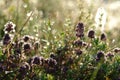 A close up of purple flowers of Thymus pulegioides (broad-leaved thyme, lemon thyme)