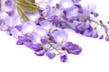 Close-up of mauve wisteria flowers