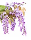 Close-up of mauve wisteria flowers