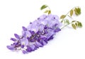 Close-up of mauve wisteria flowers