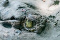 Close up of a maw of the crocodile with green eye at the mini zoo crocodile farm in Miri. Royalty Free Stock Photo