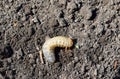 close up of may beetle larvas on soil Royalty Free Stock Photo