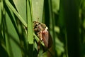 May beetle hid in the green grass. Royalty Free Stock Photo