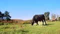 close up, in meadow, on farm, big black pedigree, breeding bull is grazing. summer warm day. Cattle for meat production Royalty Free Stock Photo