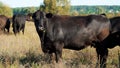 close up, in meadow, on farm, big black pedigree, breeding cows, bulls are grazing. summer warm day. Cattle for meat Royalty Free Stock Photo