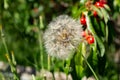 Close up of a meadow salsify, Tragopogon pratensis or Wiesen Bocksbart Royalty Free Stock Photo