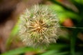 Close up of a meadow salsify, Tragopogon pratensis or Wiesen Bocksbart Royalty Free Stock Photo
