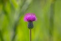 Close-Up of Meadow Thistle (Cirsium dissectum)