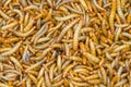 Close up Meal worms Royalty Free Stock Photo