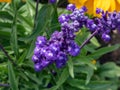 Mealy cup sage (Salvia farinacea) \'Evolution violet\' flowering with violet flower spikes in the garden Royalty Free Stock Photo