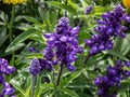 Mealy cup sage (Salvia farinacea) \'Evolution violet\' flowering with violet flower spikes in the garden Royalty Free Stock Photo