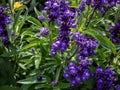 Mealy cup sage (Salvia farinacea) \'Evolution violet\' flowering with violet flower spikes in the garden Royalty Free Stock Photo