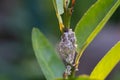 Close up Mealybug on lime tree Royalty Free Stock Photo
