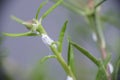 Close-up of mealybugs on moss rose plant Royalty Free Stock Photo
