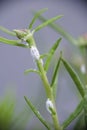Close-up of mealybugs on moss rose plant Royalty Free Stock Photo