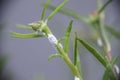Close-up of mealybugs on moss rose plant Royalty Free Stock Photo