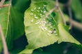 Close-up of mealybugs Pseudococcidae on leaves of a European hornbeam hedge