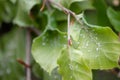 Close-up of mealybugs Pseudococcidae on leaves of a European hornbeam hedge Royalty Free Stock Photo